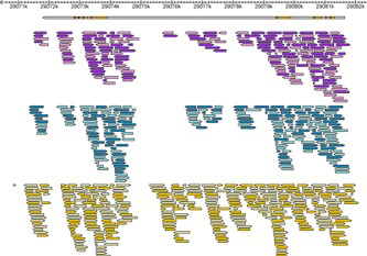 RNA sequencing reads mapped to the reference genome